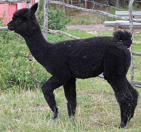 no.29 cria-von----Yanamanka--.jpg